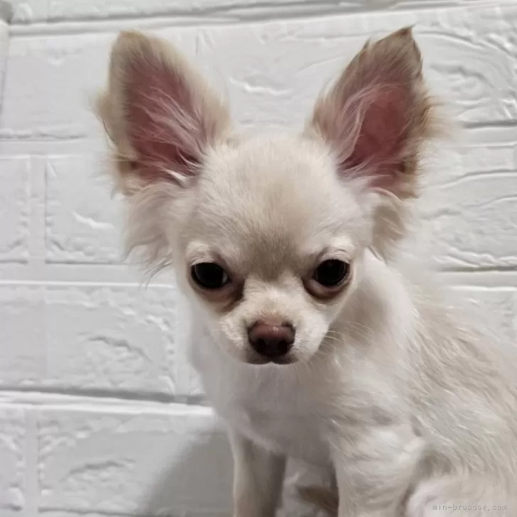 ID:2402-06302の子犬