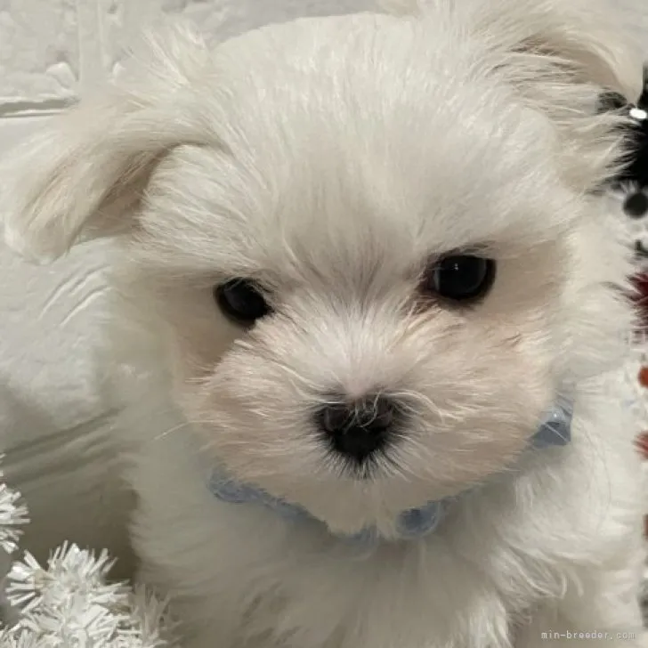 ID:2212-04207の子犬