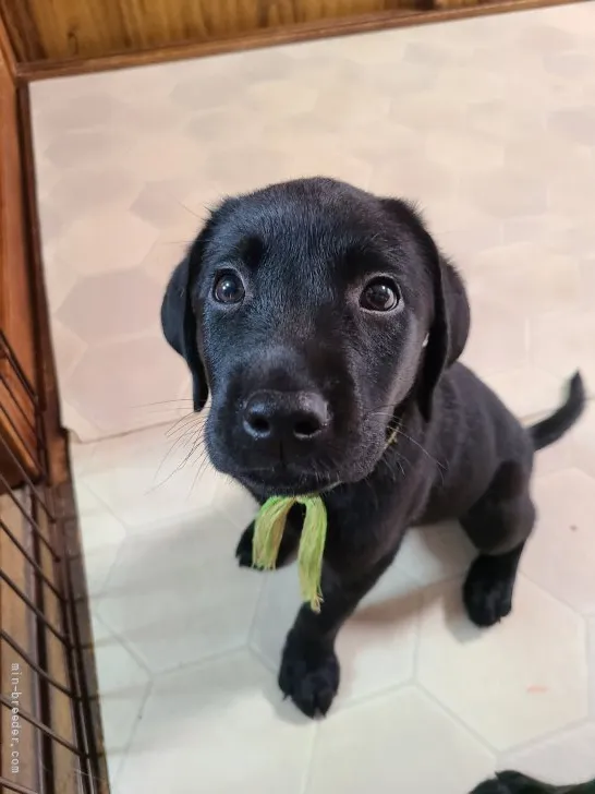 ID:2107-03664の子犬