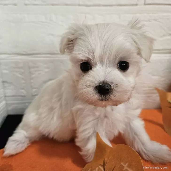 ID:2409-07575の子犬