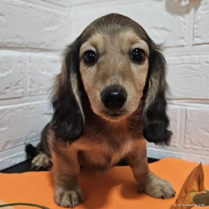 K.K 様のお迎えした子犬