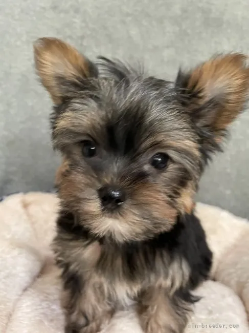 ID:2202-03151の子犬