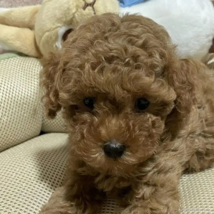 I 様のお迎えした子犬