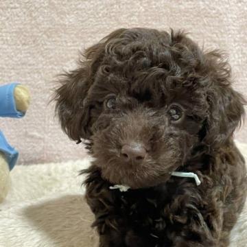 トイプードル(トイ)【三重県・男の子・2022年6月23日・ブラウン】の写真「小さめで穏やかな長男くん」