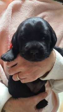 ラブラドールレトリバー【三重県・女の子・2022年1月19日・ブラック】の写真「むちむち女の子の長女です」