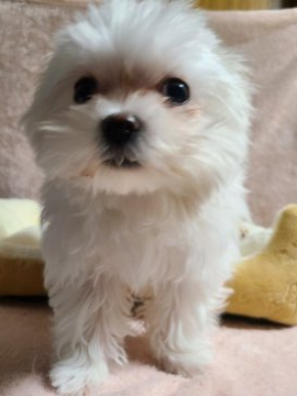 マルチーズ【三重県・女の子・2021年9月28日・ホワイト】の写真「愛嬌のある元気な女の子」