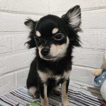 チワワ(ロング)【三重県・男の子・2024年1月25日・ブラックタン】の写真「コロコロの可愛い男の子🐶6/2現在2.1kg🐶」