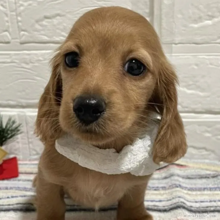 ID：2212-02552の子犬