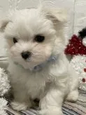 マルチーズ【三重県・男の子・2022年11月20日・ホワイト】の写真3