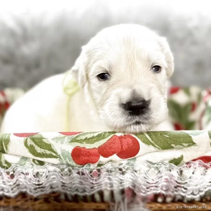 ID：2509-07627の子犬