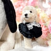 ミディアムプードル