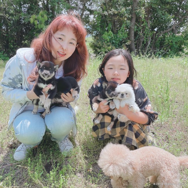 家族で大事に大事に育ててます。｜薬丸　智美(やくまる　ともみ)ブリーダー(福岡県・柴犬など・JKC/KC登録)の紹介写真2