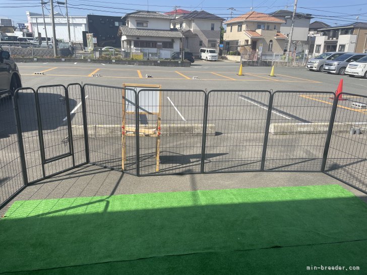 自然が少ない場所ですが毎日自由に遊んでいます。近隣は静かな住宅地です｜薬丸　智美(やくまる　ともみ)ブリーダー(福岡県・柴犬など・JKC/KC登録)の紹介写真3