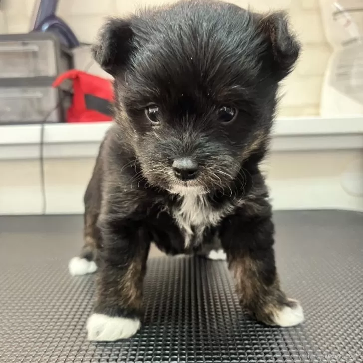 ID:2502-04591の子犬