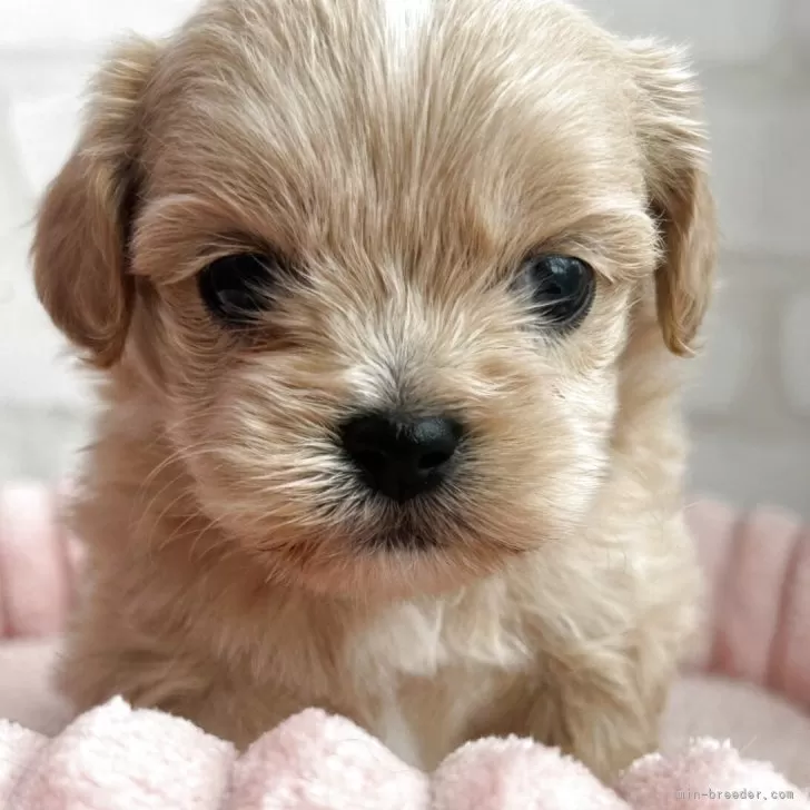 ID:2504-07004の子犬