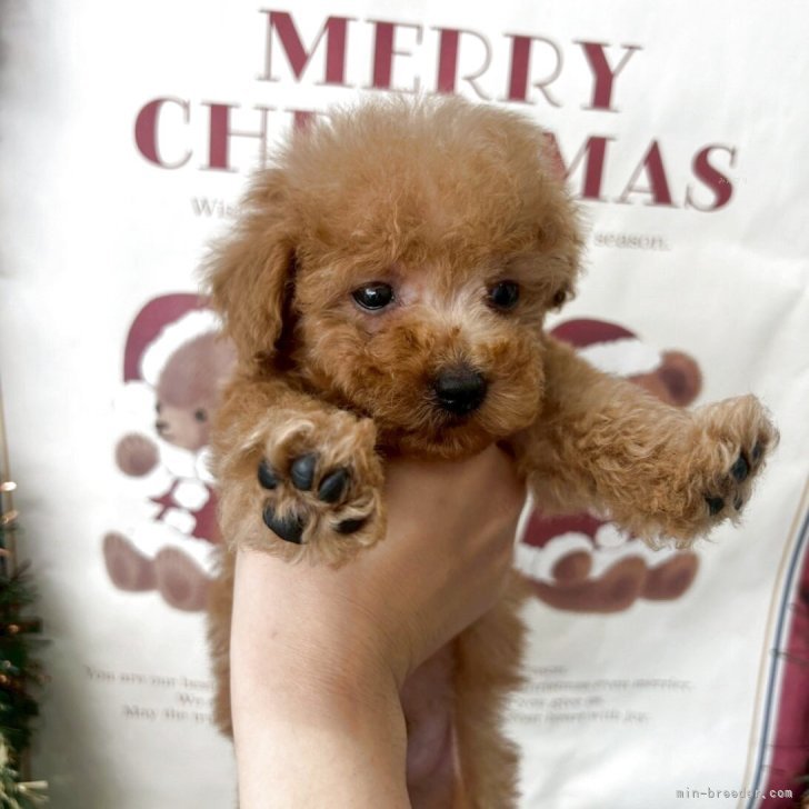 ブリーダー画像