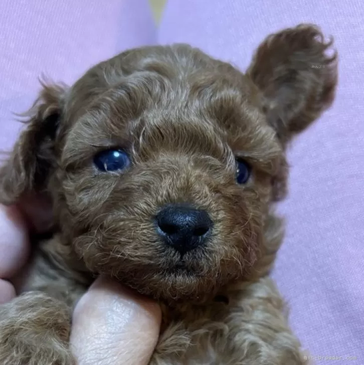 ID:2412-00491の子犬