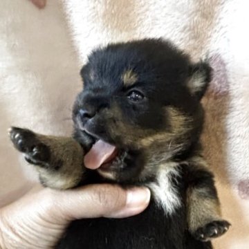 ポメ柴(ポメラニアン×柴犬)【福岡県・女の子・2025年4月17日・黒】の写真「ムチムチボディの女の子」