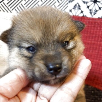 ポメ柴(ポメラニアン×柴犬)【福岡県・男の子・2025年4月17日・茶色】の写真「ムチムチボディの男の子」