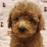 タイニープードル