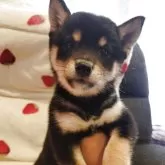 豆柴
