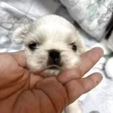 ペキニーズ
