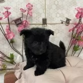 ミックス(トイプードル×柴犬)【福岡県・男の子・2025年1月12日・黒】の写真1「くまさんみたいな、子です」