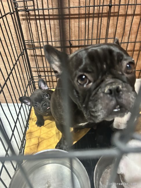 フレンチブルドッグ【・女の子・2019年3月17日・ブリンドル】