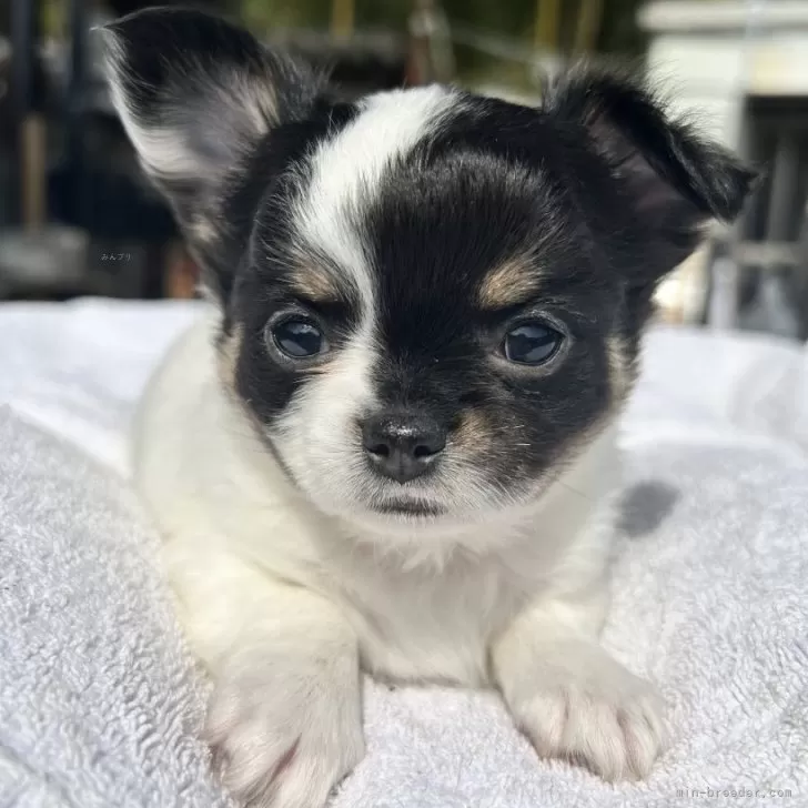 ID：2402-06839の子犬