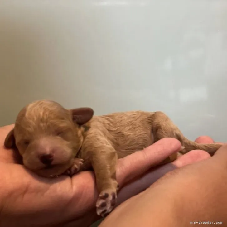 ID:2312-01276の子犬