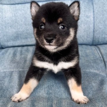 柴犬(豆柴)【福岡県・女の子・2024年9月16日・黒】の写真「人懐っこい女の子です。」