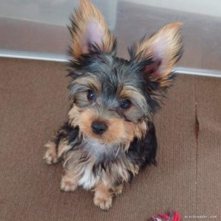 ヨークシャーテリアの子犬をお迎えいただいたお客様の声 口コミ 評判 広島県 みんなのブリーダー ヨークシャーテリアの子犬をお迎えいただいたお客様の声 口コミ 評判 広島県 みんなのブリーダー