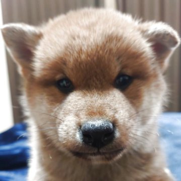 柴犬(標準サイズ)【福島県・男の子・2025年2月20日・赤】の写真「色も濃く!骨格もしっかりです」
