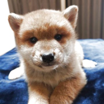 柴犬(標準サイズ)【福島県・男の子・2025年2月20日・赤】の写真「４頭で生まれて、１番小さく可愛いです。」