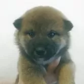 柴犬(標準サイズ)