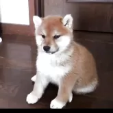 柴犬(標準サイズ)【福島県・男の子・2025年2月20日・赤】の写真3