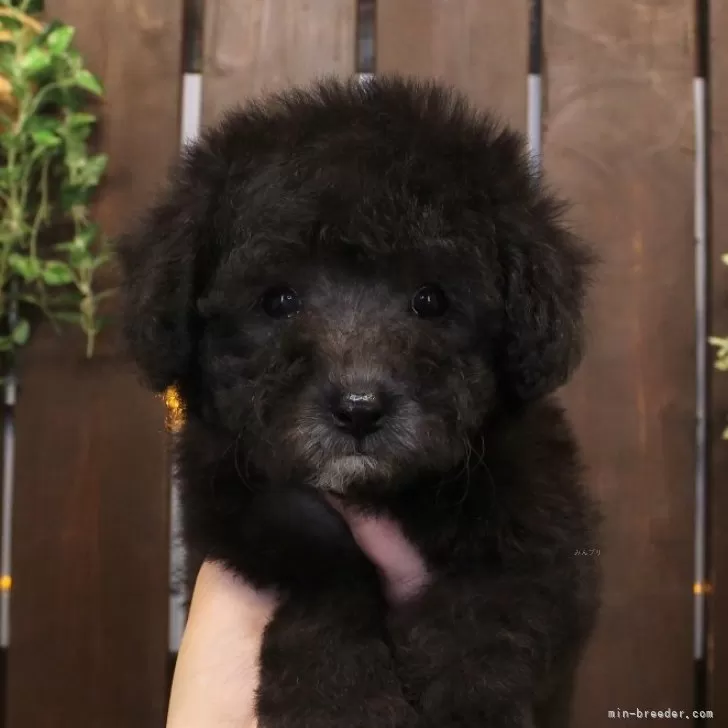 ID：2506-05844の子犬