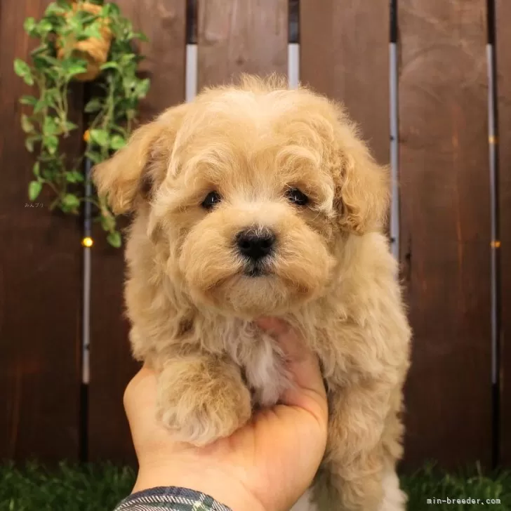 ID:2411-01725の子犬