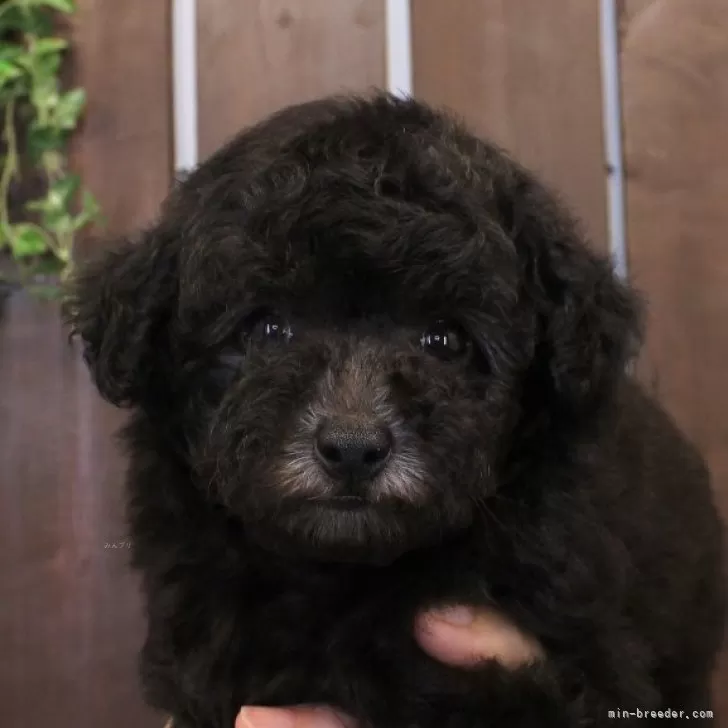 ID：2506-05818の子犬