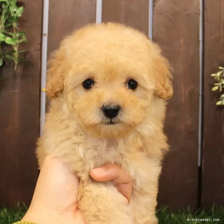 ID:2411-05747の子犬