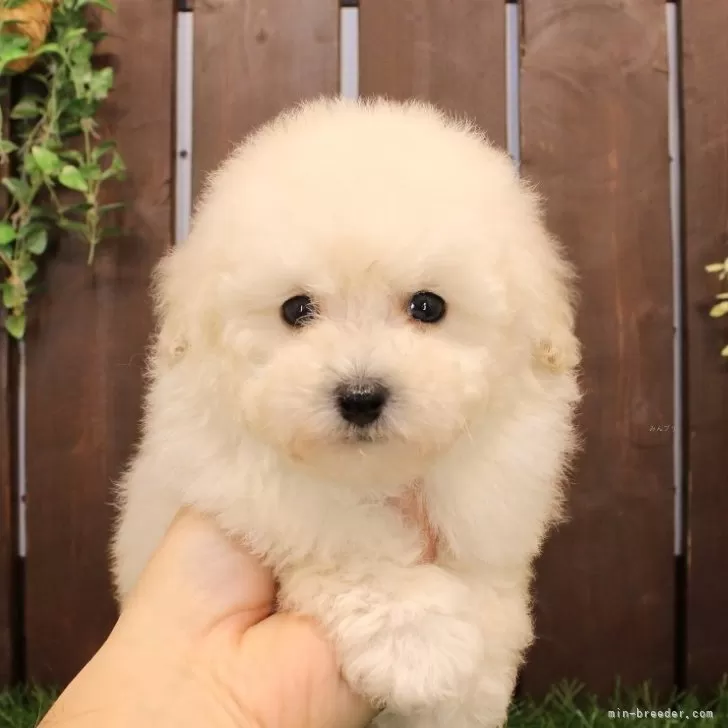 ID：2412-04268の子犬