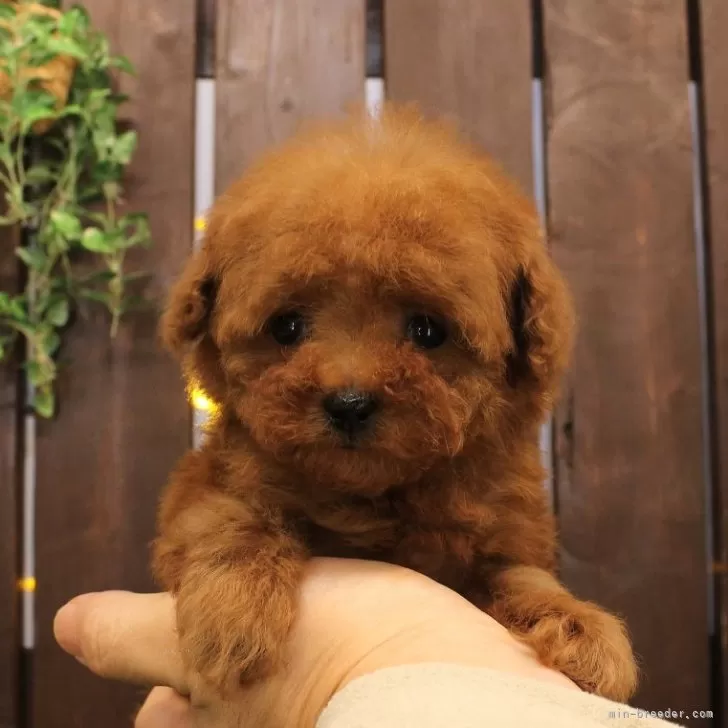 ID:2412-02944の子犬