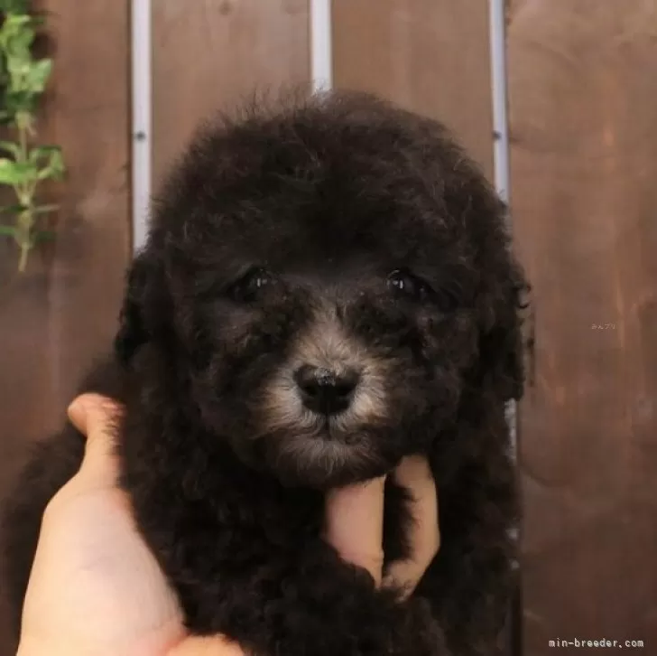ID:2503-01798の子犬