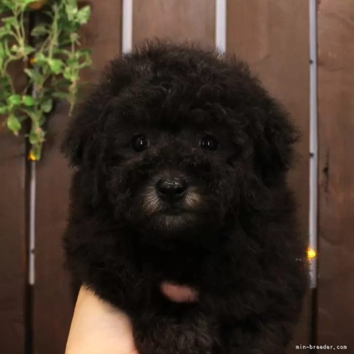 ID:2412-04256の子犬