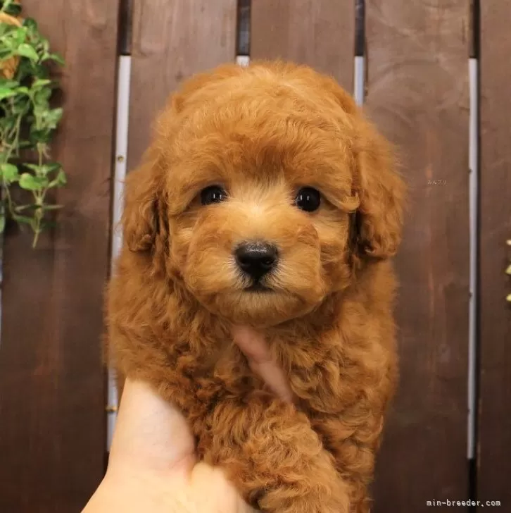 ID：2501-03282の子犬