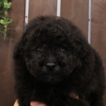 トイプードル(トイ)【滋賀県・女の子・2025年2月28日・グレー】の写真「しっかりタイプ！ガッチリ好きにはおススメです！」