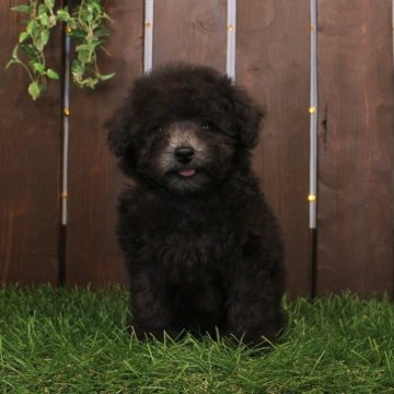 トイプードル(ティーカップ)【滋賀県・男の子・2025年9月10日・グレー】の写真「T～タイニー予想♪キレイな銀色に仕上がります！」