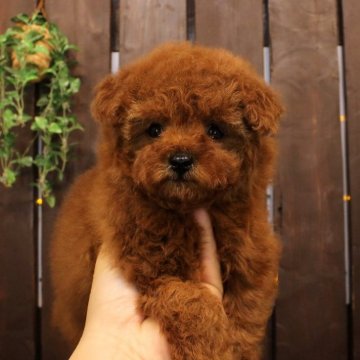 トイプードル(タイニー)【滋賀県・女の子・2024年9月14日・レッドフォーン】の写真「一人娘です・・・美人さんになりそうな予感。。。」
