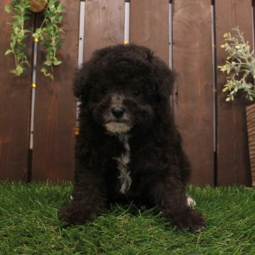 トイプードル(トイ)【滋賀県・男の子・2025年10月10日・グレー】の写真「丸顔系の可愛い男の子♪」