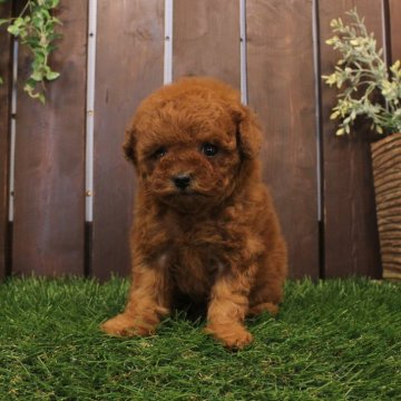 トイプードル(ティーカップ)【滋賀県・女の子・2025年10月22日・レッドフォーン】の写真「丸顔レッドのTカップ女の子ちゃん」